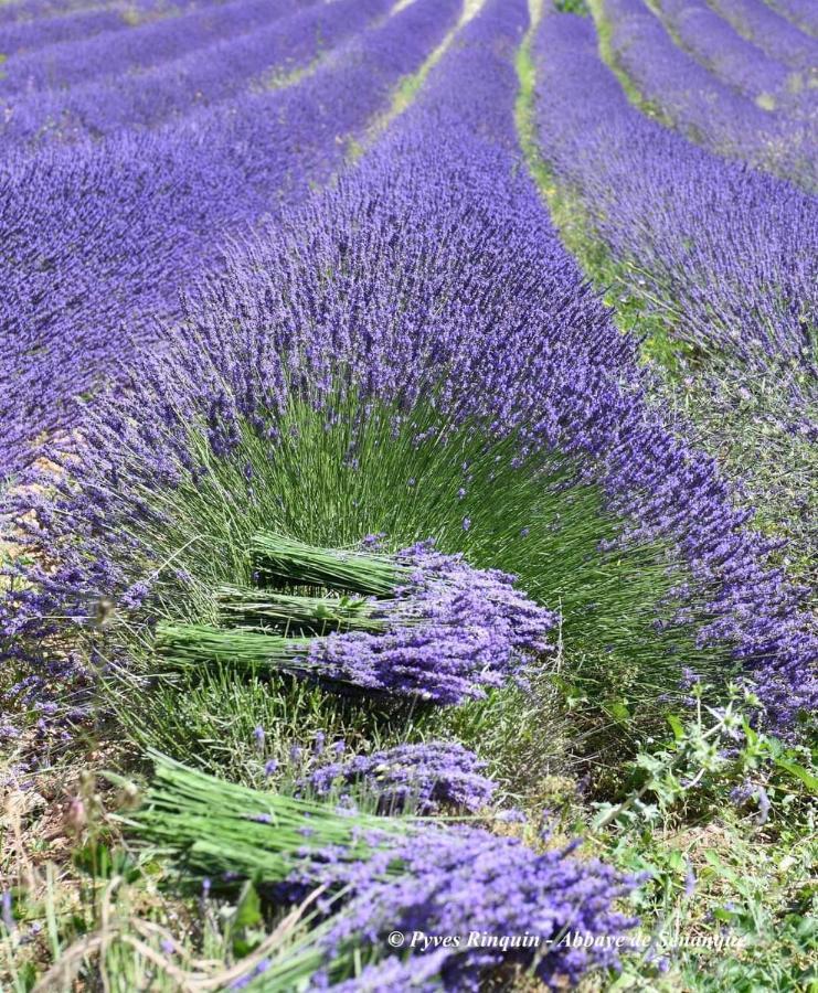 Entre Ventoux Et Luberon Chambre D'Hote 萨路特德沃克吕兹 外观 照片