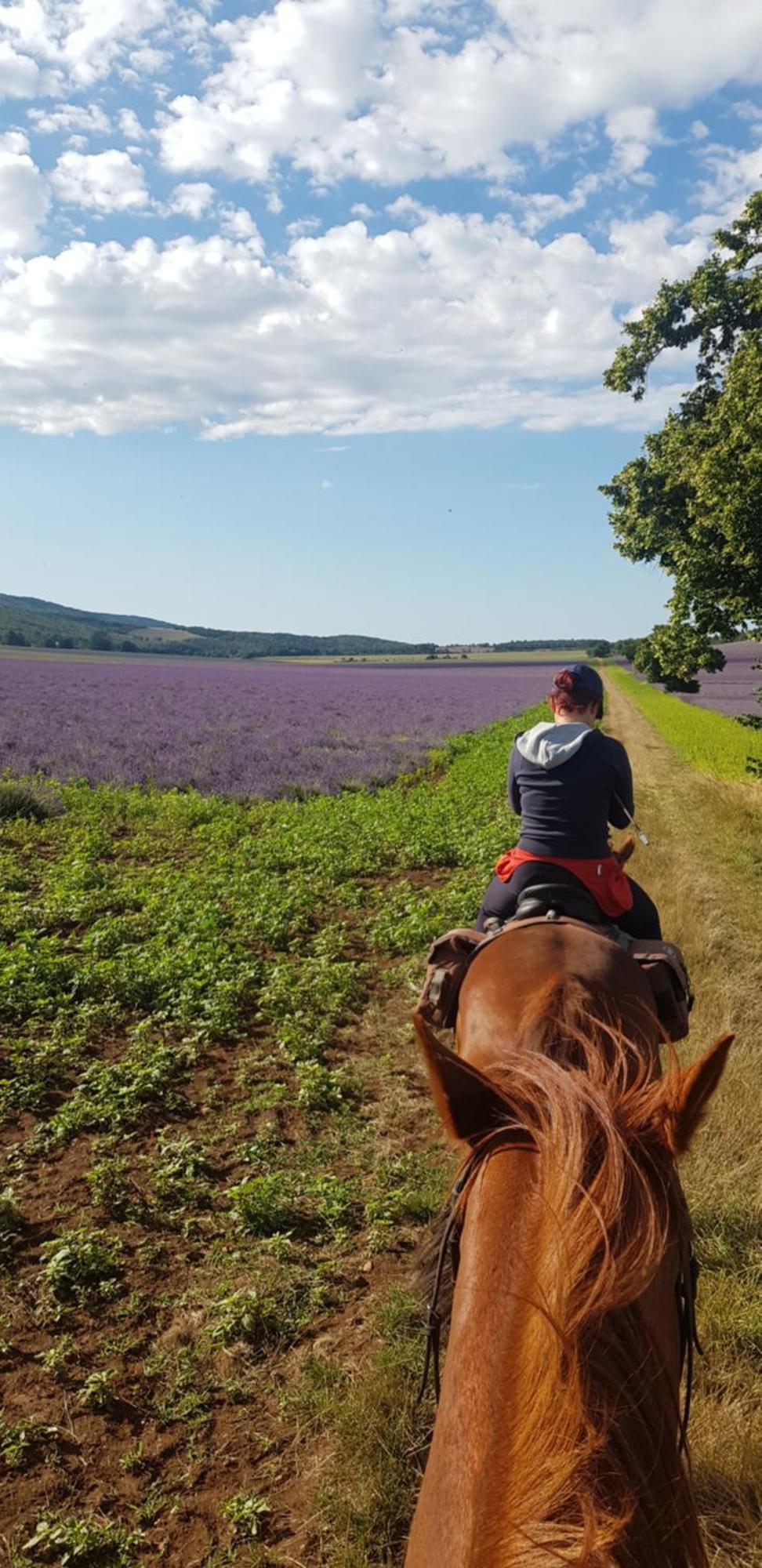 Entre Ventoux Et Luberon Chambre D'Hote 萨路特德沃克吕兹 外观 照片